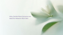 Why Gentle Plant Extracts Are Ideal for Melanin-Rich Skin